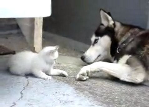 which is more intelligent dog or cat