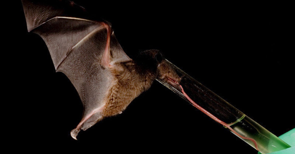 Bat Tongue: Tube-Lipped Nectar Bat's Tongue Is Longer Than Its Body