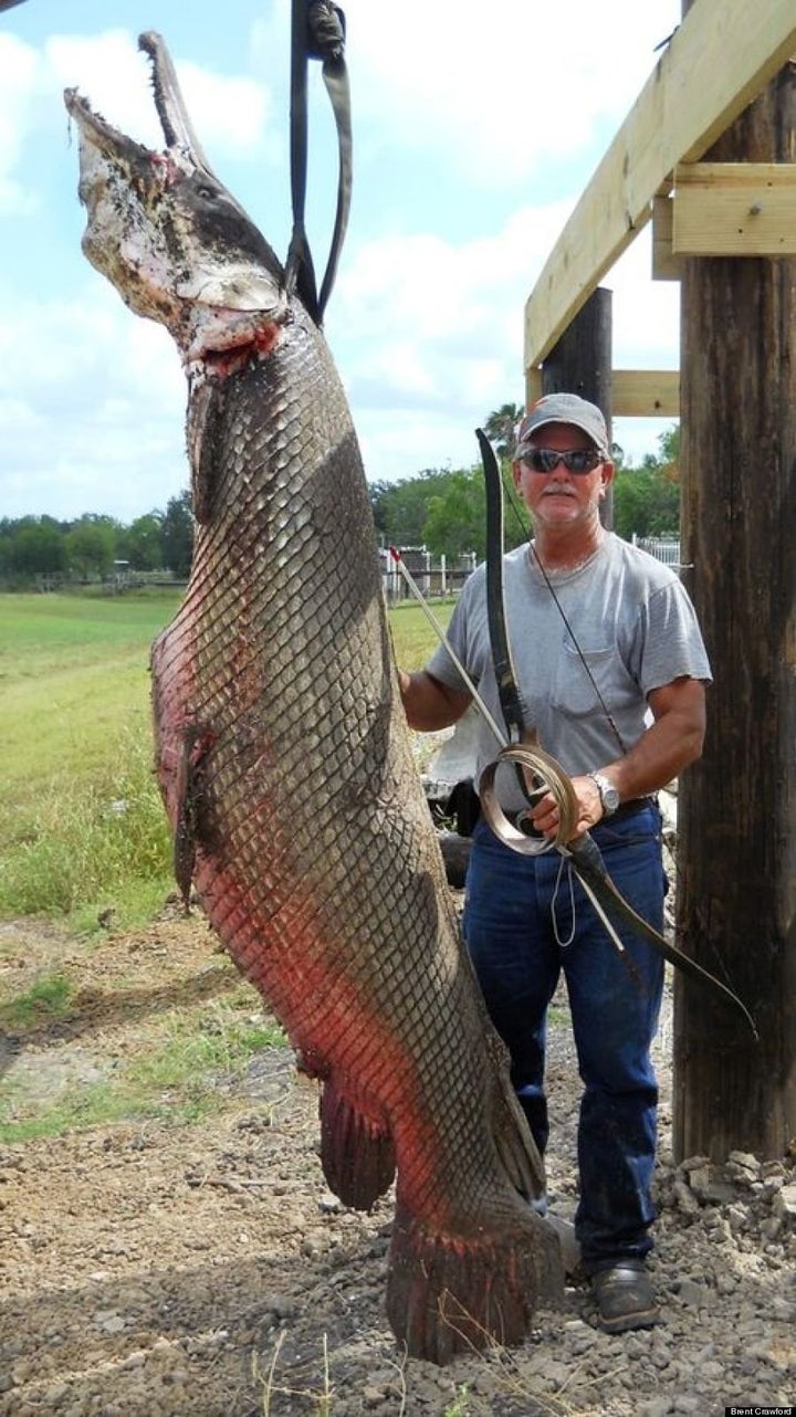 Alligator Gar, Texas Fisherman In Epic Struggle During Bow Hunt (VIDEO