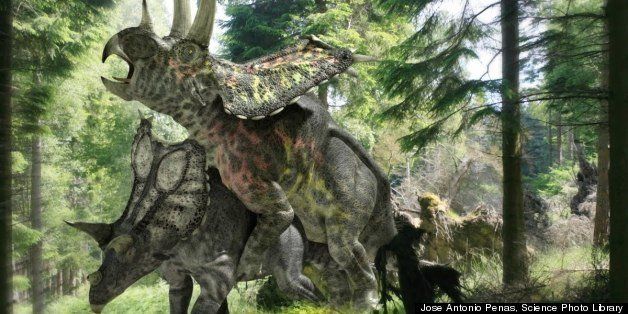 Sex Dino Porn - Dinosaur Sex Experts Concur That Animals Mated Front To Back (SLIDESHOW) |  HuffPost Impact