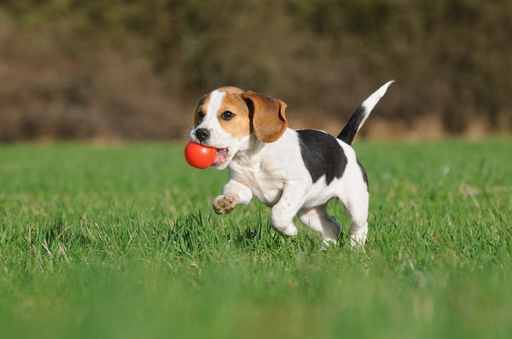 cute beagle puppy 3 months...