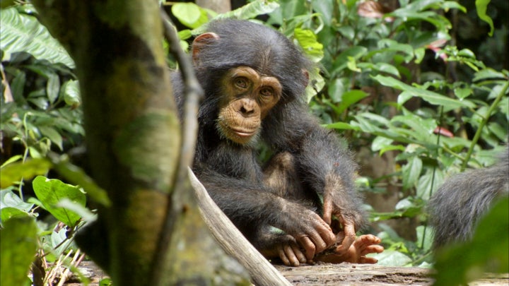 The Benefits of Studying Chimpanzees | HuffPost Impact The Benefits of Studying Chimpanzees | HuffPost Impact