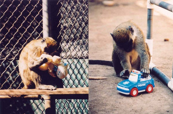 Gender & Toys: Monkey Study Suggests Hormonal Basis For Children's