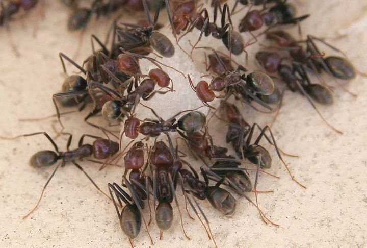 This is a cropped version of the original picture File:Ants eating.jpg ants eating usage. Category:Unidentified Formicidae Category: ... 