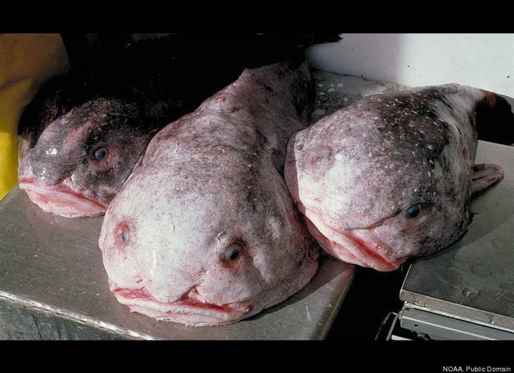 Monsters of the Deep - BLOBFISH