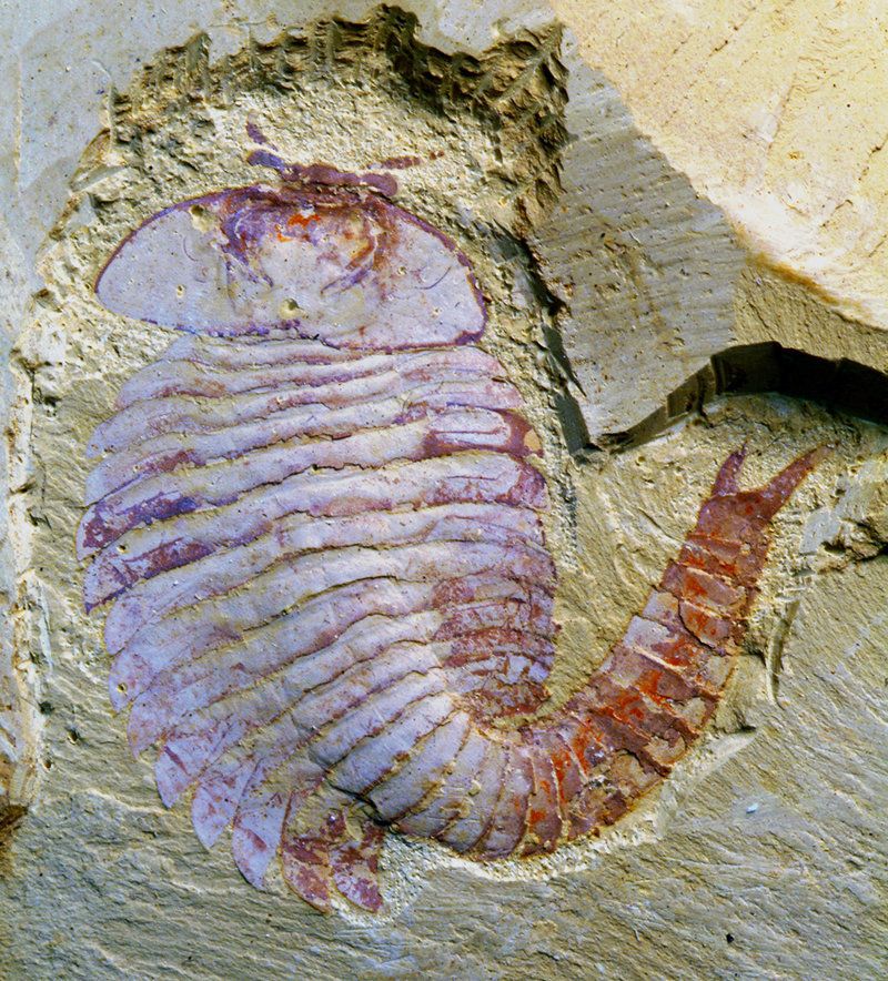 Fuxianhuia fossil