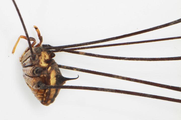 Daddy long-legs spider  Collections Online - Museum of New Zealand Te Papa  Tongarewa