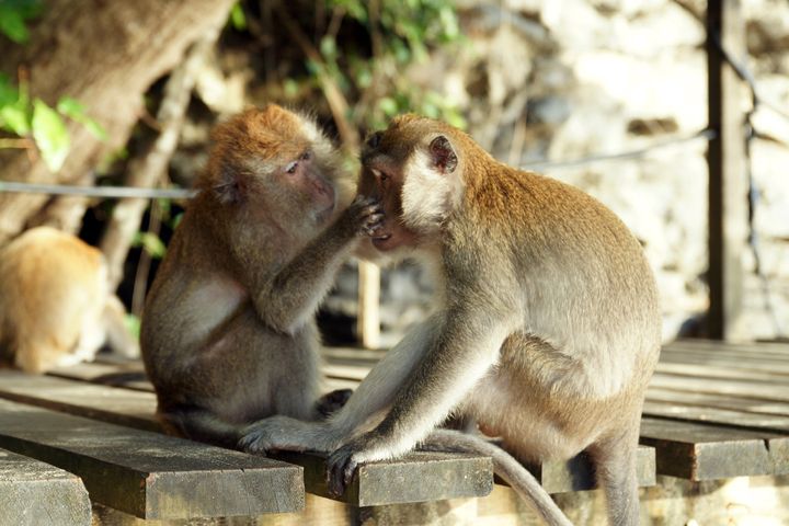 description 1 Crab-eating macaques (Macaca fascicularis) on Ao Nang beach, Krabi, Thailand. | date 2012-01-16 | source | author kallerna ... 