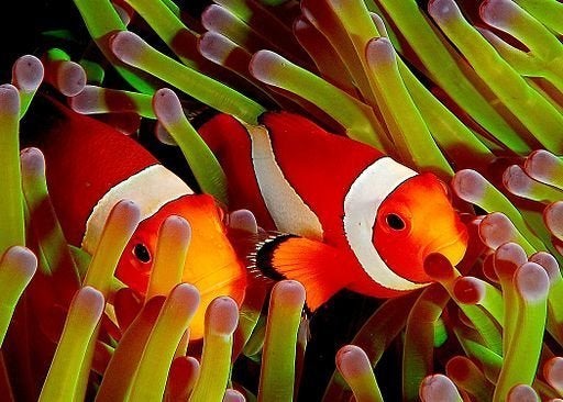 clownfish talk to assert
