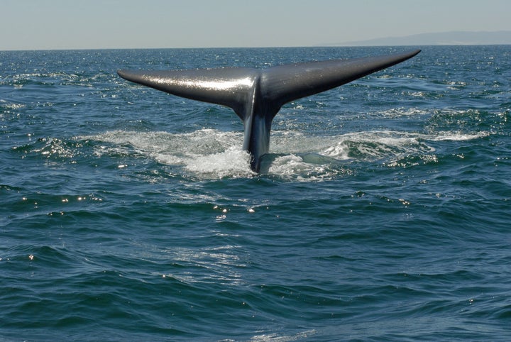 diving blue whale