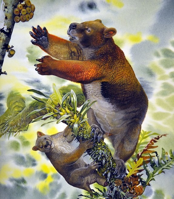 Prehistoric Marsupial Nimbadon lavarackorum Roamed Australian Treetops 15 Million Years Ago | HuffPost Impact Prehistoric Marsupial Nimbadon lavarackorum Roamed Australian Treetops 15 Million Years Ago | HuffPost Impact