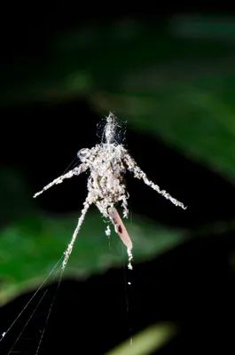 This Spider Makes Fake Spiders. But Why?