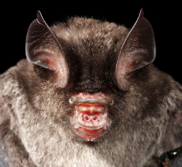Portait of Horseshoea Bat