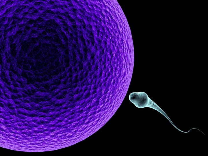 sperm cell and egg