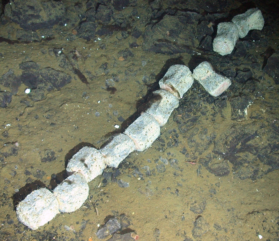 Whalebone Vertebrae