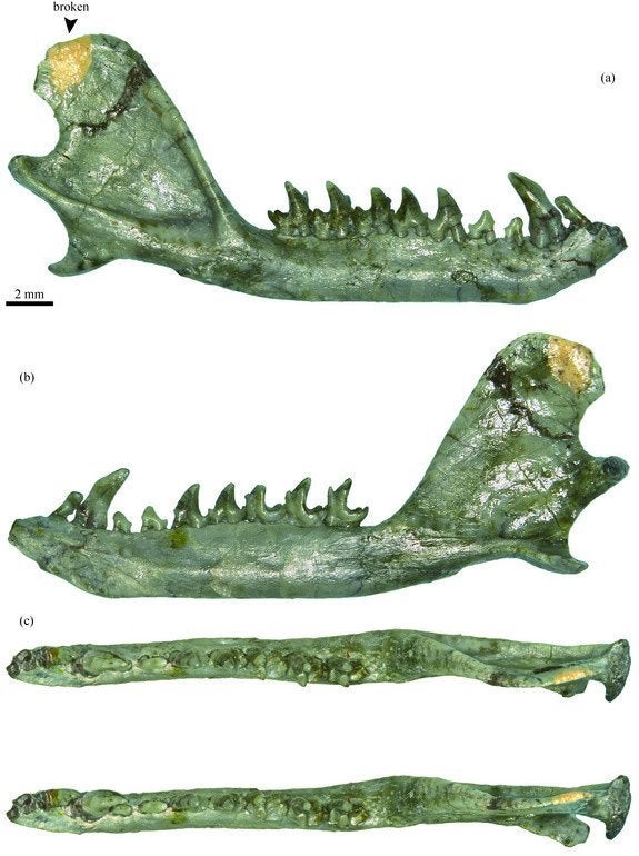 Jaw Fossil Of Ancient Mammal With Modern Teeth Unearthed In Japan |  HuffPost Impact