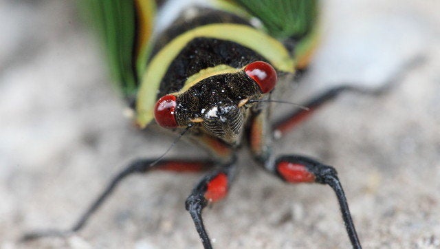 cicada red eye