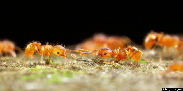 Two Little Fire Ants (Wasmannia auropunctata) meet on a foraging trail and briefly assess each other. Ants from different colonies will attack each other but these two are nestmates and let each other pass, Gamboa, Panama