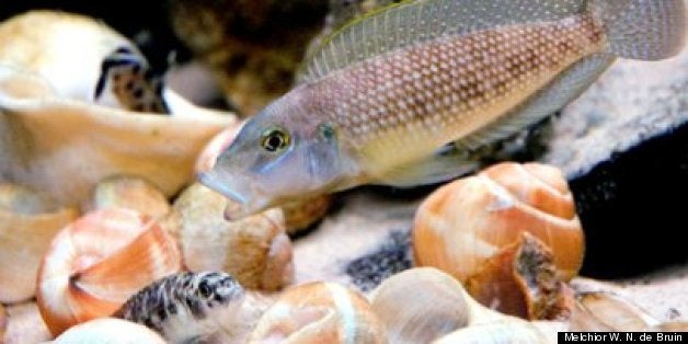 Big Females Rule in the Animal Kingdom | HuffPost Impact Big Females Rule in the Animal Kingdom | HuffPost Impact