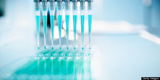 Using a multichannel pipette to transfer liquid into a microtiter plate.