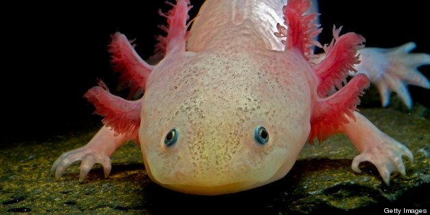 The axolotl or Mexican salamander (Ambystoma mexicanum) is a neotenic salamander, closely related to the Tiger salamander