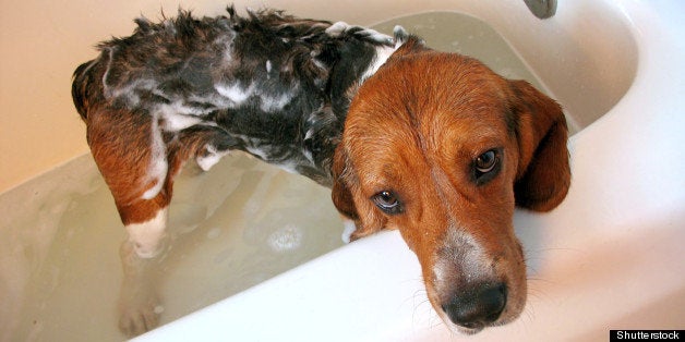 A beagle dog about a year old, getting a bath.