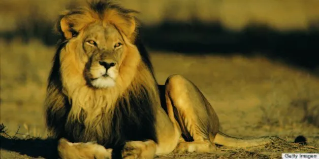 Are Barbary lions bigger than Bengal tigers and African lions? - Quora