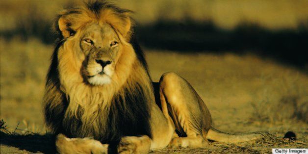 If a Tiger Fought a Lion, Which Animal Would Win? | HuffPost Impact