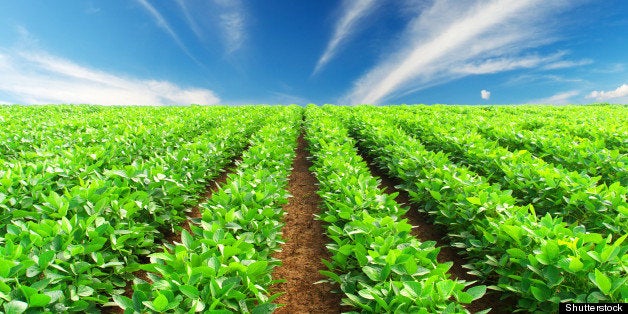 Green rows on field. Agricultural composition