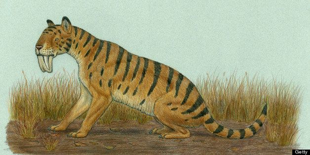 Thylacosmilus atrox, a genus of sabre-toothed predator during the Miocene epoch.