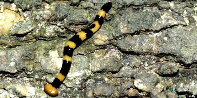 Planarian worm, Malaysia