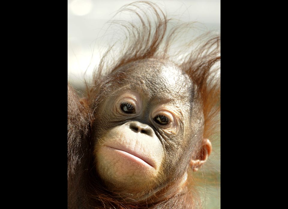 Orangutan Baby Boo