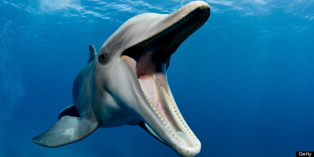 Dolphins Whistle 'Names' To Each Other, Underwater Recorders Show ...