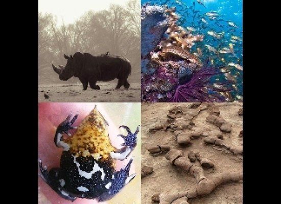 What Species Will Survive Earth's 6th Mass Extinction?