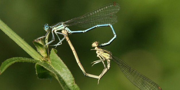 Insect Sex Study Reveals Surprising Reasons For Bugs Homosexual Encounters HuffPost Impact