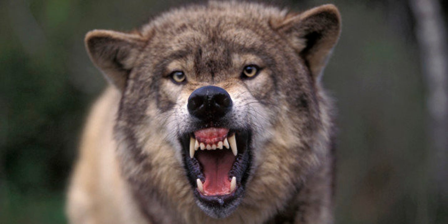 Wolf Howl Study Suggests Behavior Helps Animals 'Keep In Touch' With ...
