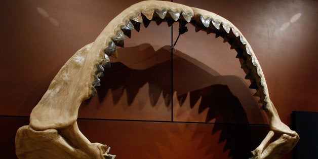 LAS VEGAS - SEPTEMBER 30: One of the world's largest set of shark jaws comprised of about 180 fossil teeth from the prehistoric species, Carcharocles megalodon, which grew to the size of a school bus, is displayed at the Venetian Resort Hotel Casino September 30, 2009 in Las Vegas, Nevada. Auctioneers Bonhams & Butterfields hope the fossil will fetch about USD 900,000-1.2 million when it is auctioned off on October 3 at the Venetian as part of their Natural History auction. The centerpiece of the lot of 50 fossils being auctioned is a 66-million-year-old Tyrannosaurus rex skeleton dubbed 'Samson.' The 40-foot-long female dinosaur fossil, excavated in South Dakota in 1992, contains about 170 bones and is said to be the third most complete T. rex skeleton ever unearthed. Bonhams & Butterfields is hoping Samson will fetch more than USD 6 million at the auction. (Photo by Ethan Miller/Getty Images)