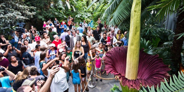 Tourists look at the blooming Titan Arum plant July 22, 2013 at the US Botanic Garden in Washington, DC. The titan arum (Amorphophallus titanum), also known as the corpse flower or stinky plant, is blooming and it may remain in bloom for 24 to 48 hours, and then it will collapse quickly. AFP PHOTO / Paul J. Richards (Photo credit should read PAUL J. RICHARDS/AFP/Getty Images)