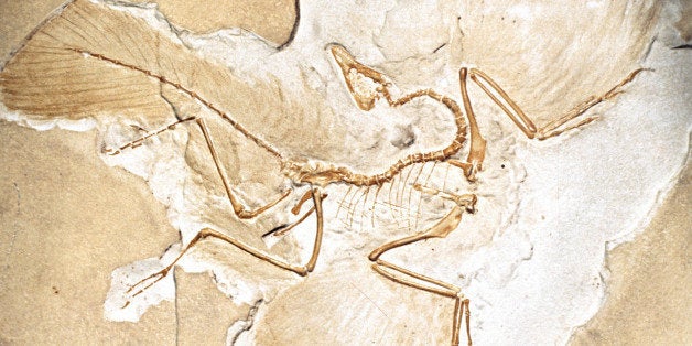 ARCHEOPTERYX FOSSIL. FIRST BIRD. BAVARIA