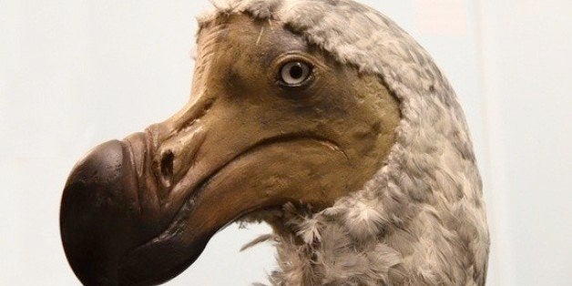 Natural history museum-Dodo-Extinct-Bird Poster