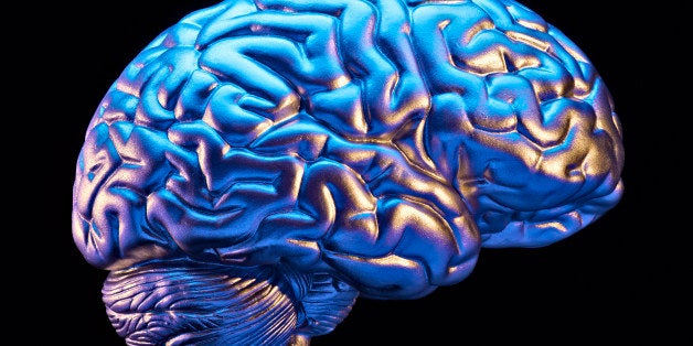 The Brain 10 The Brain 10