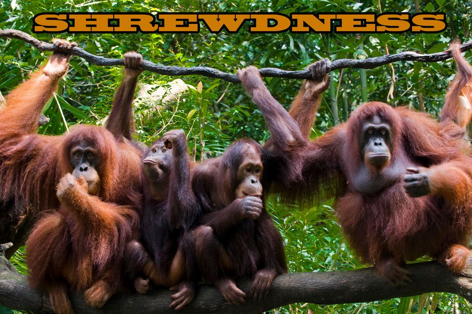 These Are The 19 Weirdest Names For Groups Of Animals HuffPost these-are-the-19-weirdest-names-for-groups-of-animals-huffpost