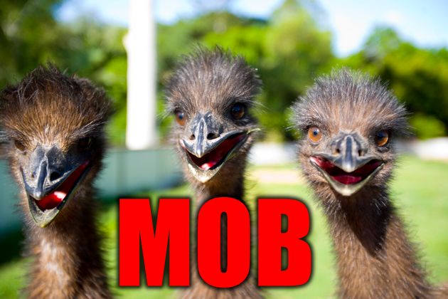 These Are The 19 Weirdest Names For Groups Of Animals Huffpost