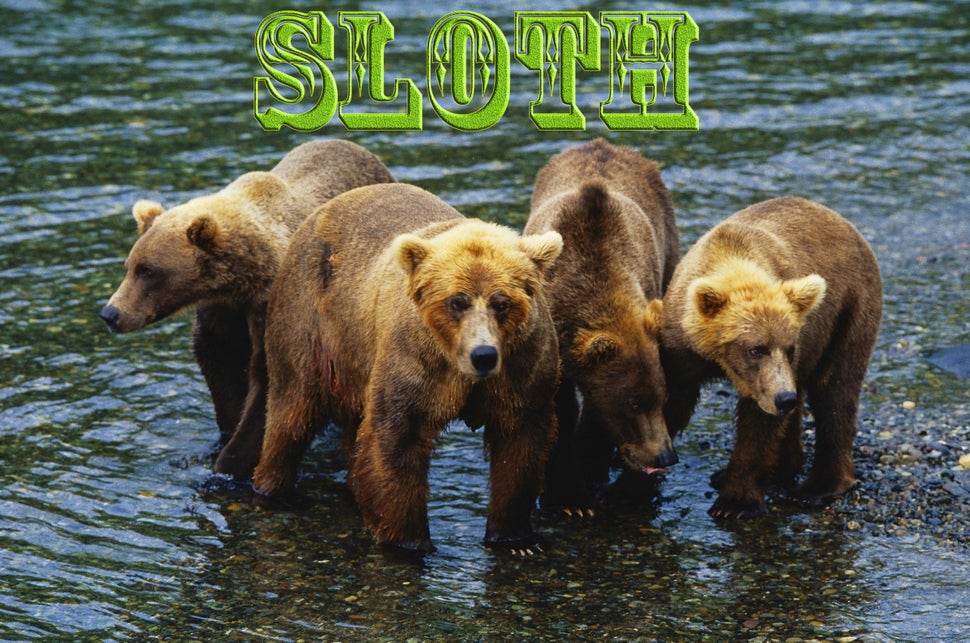 These Are The 19 Weirdest Names For Groups Of Animals HuffPost These Are The 19 Weirdest Names For Groups Of Animals HuffPost