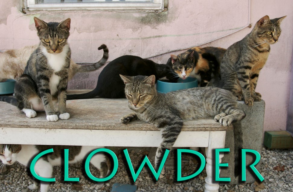 these-are-the-19-weirdest-names-for-groups-of-animals-huffpost