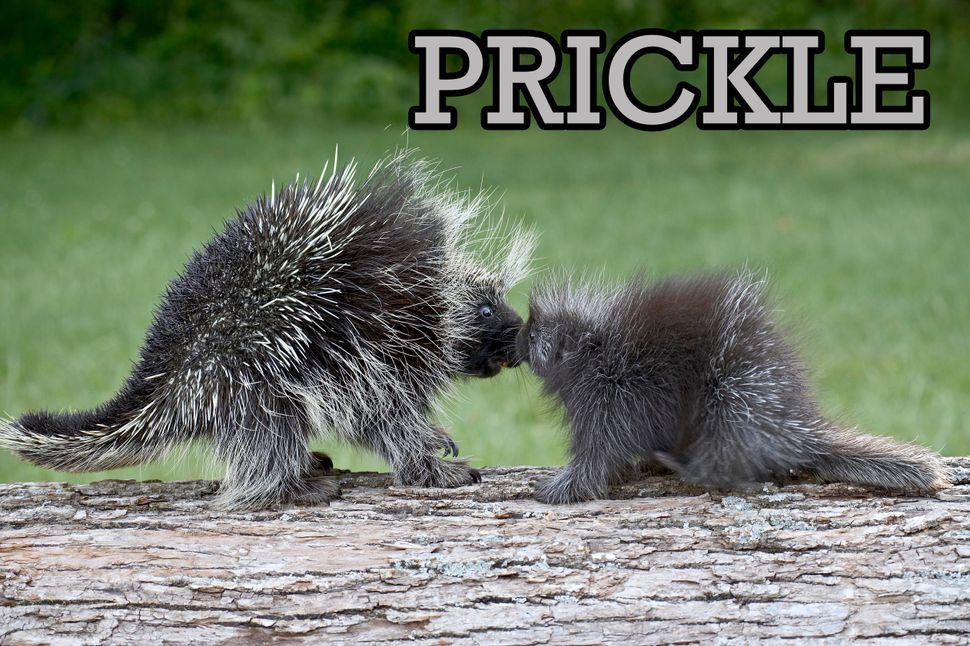 These Are The 19 Weirdest Names For Groups Of Animals | HuffPost