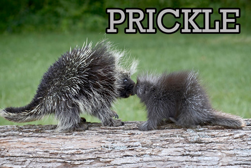 These Are The 19 Weirdest Names For Groups Of Animals | HuffPost