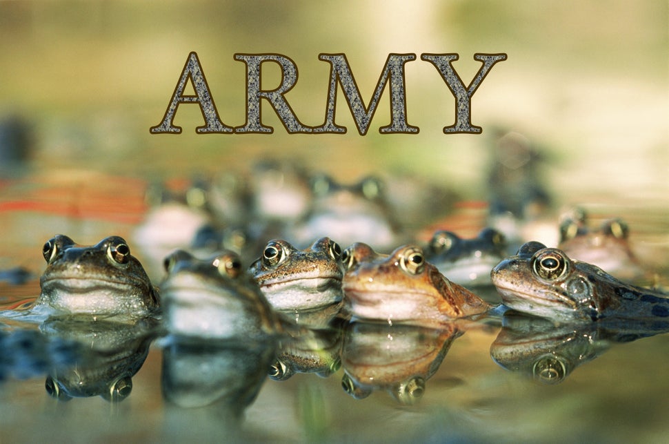 These Are The 19 Weirdest Names For Groups Of Animals HuffPost these-are-the-19-weirdest-names-for-groups-of-animals-huffpost