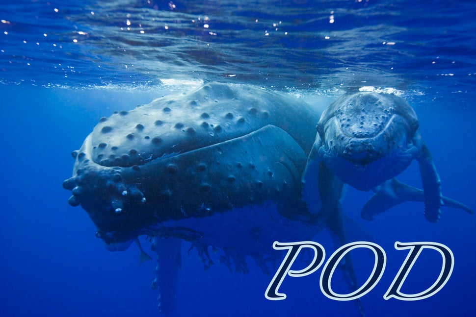 These Are The 19 Weirdest Names For Groups Of Animals HuffPost
