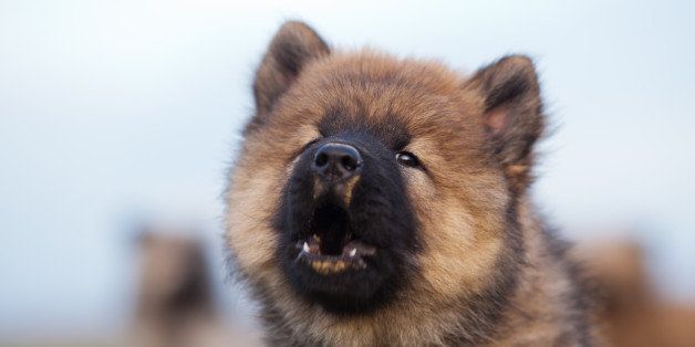 howling eurasier puppy